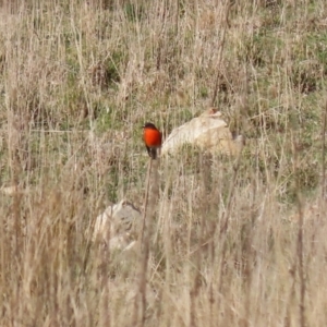 Petroica phoenicea at Tharwa, ACT - 22 Jul 2024