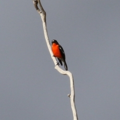 Petroica phoenicea at Tharwa, ACT - 22 Jul 2024