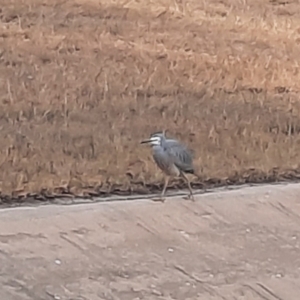 Egretta novaehollandiae at Richardson, ACT - 25 Jul 2024 08:35 AM