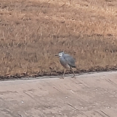 Egretta novaehollandiae (White-faced Heron) at Richardson, ACT - 25 Jul 2024 by MB