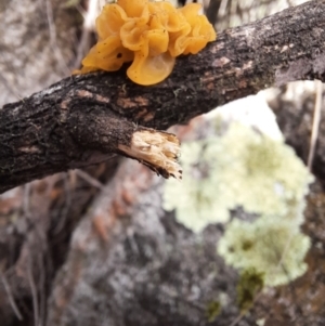 Tremella mesenterica at Tharwa, ACT - 17 Jul 2024 09:52 AM