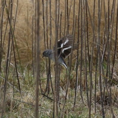 Melanodryas cucullata cucullata (Hooded Robin) at Tharwa, ACT - 22 Jul 2024 by RodDeb