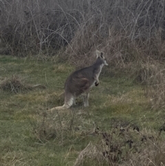 Osphranter robustus robustus at Whitlam, ACT - 25 Jul 2024