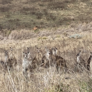 Macropus giganteus at Whitlam, ACT - 25 Jul 2024 01:53 PM