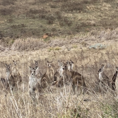 Macropus giganteus (Eastern Grey Kangaroo) at Whitlam, ACT - 25 Jul 2024 by SteveBorkowskis