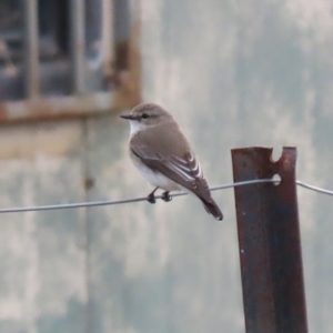 Microeca fascinans at Tharwa, ACT - 22 Jul 2024