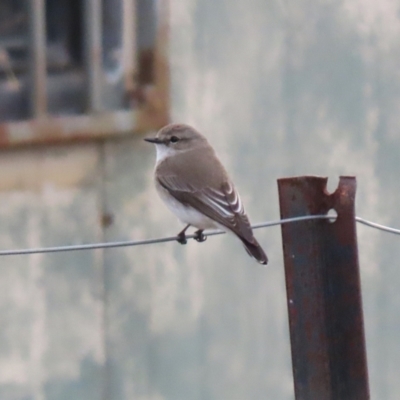 Microeca fascinans (Jacky Winter) at Tharwa, ACT - 22 Jul 2024 by RodDeb