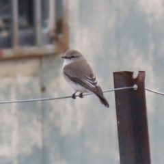 Microeca fascinans at Tharwa, ACT - 22 Jul 2024