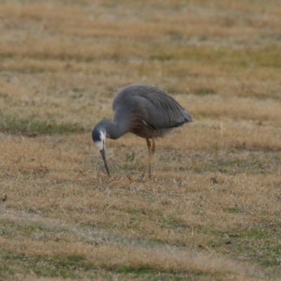 Egretta novaehollandiae (White-faced Heron) at Tharwa, ACT - 22 Jul 2024 by RodDeb