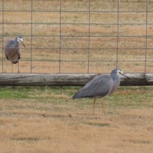 Egretta novaehollandiae at Tharwa, ACT - 22 Jul 2024