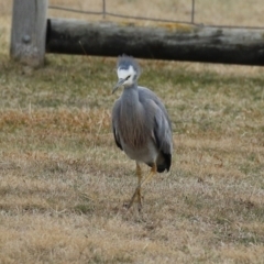 Egretta novaehollandiae at Tharwa, ACT - 22 Jul 2024