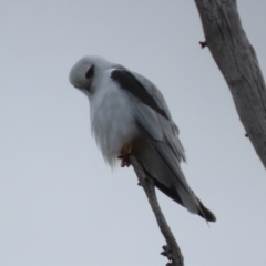 Elanus axillaris (Black-shouldered Kite) at Tharwa, ACT - 22 Jul 2024 by RodDeb