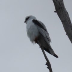 Elanus axillaris at Tharwa, ACT - 22 Jul 2024