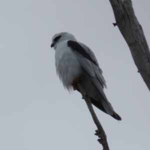 Elanus axillaris at Tharwa, ACT - 22 Jul 2024