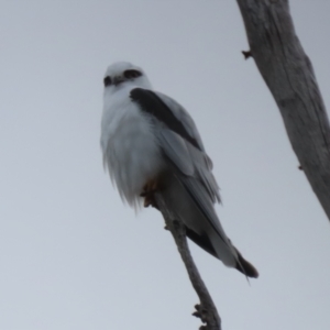 Elanus axillaris at Tharwa, ACT - 22 Jul 2024