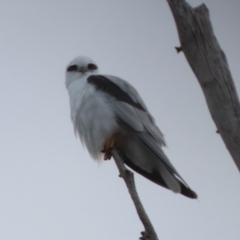 Elanus axillaris at Tharwa, ACT - 22 Jul 2024