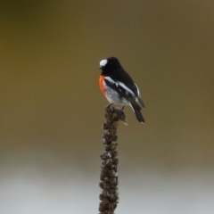 Petroica boodang (Scarlet Robin) at Tharwa, ACT - 22 Jul 2024 by RodDeb