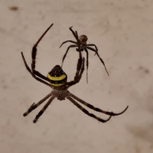 Argiope (genus) at Shelburne, QLD - 25 Jul 2024 08:20 PM