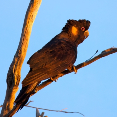 Zanda funerea (Yellow-tailed Black-Cockatoo) at Guerilla Bay, NSW - 21 Jul 2024 by jb2602