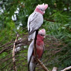 Eolophus roseicapilla (Galah) at Richardson, ACT - 8 Feb 2020 by MB