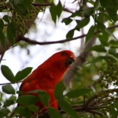 Alisterus scapularis (Australian King-Parrot) at Richardson, ACT - 12 Feb 2020 by MB