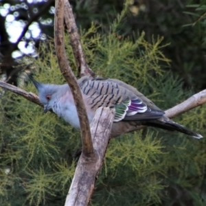 Ocyphaps lophotes at Richardson, ACT - 14 May 2020