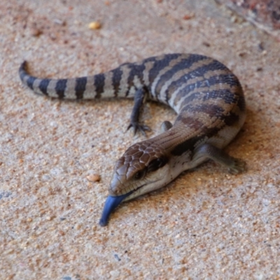 Tiliqua scincoides scincoides (Eastern Blue-tongue) at Richardson, ACT - 24 Apr 2019 by MB