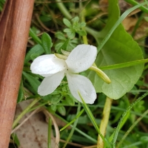 Viola sp. at Hackett, ACT - 23 Jul 2024 11:09 AM