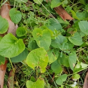 Viola sp. at Hackett, ACT - 23 Jul 2024 11:09 AM