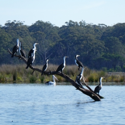 Phalacrocorax varius (Pied Cormorant) at Wallagoot, NSW - 21 Oct 2020 by MB