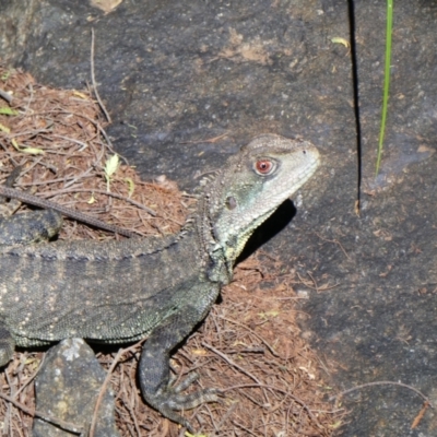 Intellagama lesueurii howittii (Gippsland Water Dragon) at Uriarra Village, ACT - 2 Nov 2020 by MB