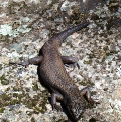 Egernia saxatilis intermedia (Black Rock Skink) at Cotter River, ACT - 2 Nov 2020 by MB