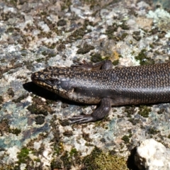 Egernia saxatilis intermedia at Cotter River, ACT - 3 Nov 2020