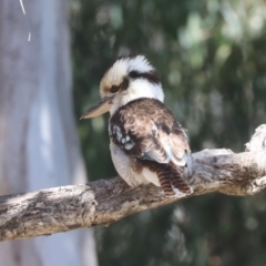 Dacelo novaeguineae (Laughing Kookaburra) at Hackett, ACT - 23 Jul 2024 by HappyWanderer