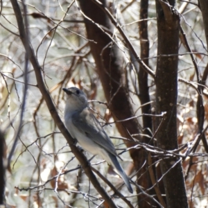 Colluricincla harmonica at Tharwa, ACT - 3 Nov 2020 12:43 PM