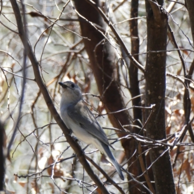 Colluricincla harmonica (Grey Shrikethrush) at Tharwa, ACT - 3 Nov 2020 by MB