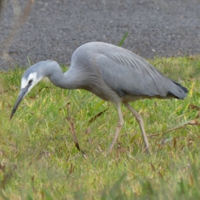 Egretta novaehollandiae (White-faced Heron) at Braemar, NSW - 25 Jul 2024 by Curiosity