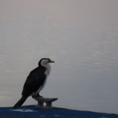 Microcarbo melanoleucos (Little Pied Cormorant) at Richmond, QLD - 26 Jul 2024 by lbradley