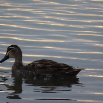 Anas superciliosa (Pacific Black Duck) at Richmond, QLD - 26 Jul 2024 by lbradley