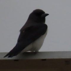 Artamus leucorynchus (White-breasted Woodswallow) at Richmond, QLD - 26 Jul 2024 by lbradley