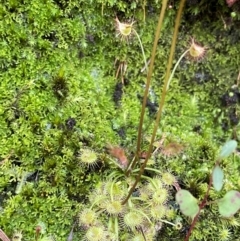 Drosera gunniana at Bulee, NSW - 24 Jul 2024 by JaneR