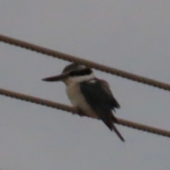 Todiramphus pyrrhopygius (Red-backed Kingfisher) at Richmond, QLD - 26 Jul 2024 by lbradley