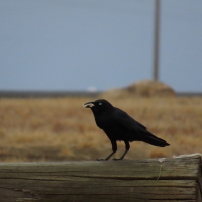 Corvus coronoides (Australian Raven) at Richmond, QLD - 26 Jul 2024 by lbradley