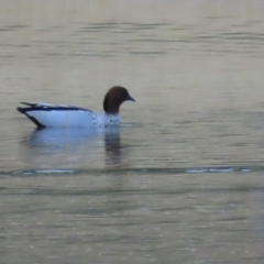 Chenonetta jubata (Australian Wood Duck) at Richmond, QLD - 26 Jul 2024 by lbradley