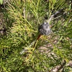 Isopogon anethifolius at Sassafras, NSW - 24 Jul 2024 by JaneR