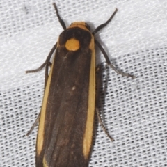 Brunia replana (Lichen-eating Caterpillar) at Sheldon, QLD - 8 Mar 2024 by PJH123