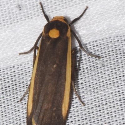 Brunia replana (Lichen-eating Caterpillar) at Sheldon, QLD - 8 Mar 2024 by PJH123