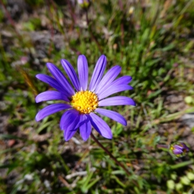 Calotis scabiosifolia var. integrifolia (Rough Burr-daisy) at Mount Clear, ACT - 14 Nov 2020 by MB