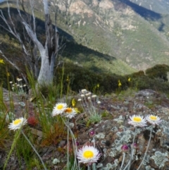 Leucochrysum alpinum (Alpine Sunray) at Kambah, ACT - 17 Nov 2020 by MB