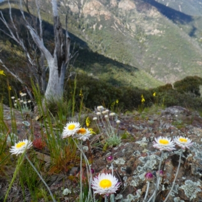 Leucochrysum alpinum (Alpine Sunray) at Kambah, ACT - 17 Nov 2020 by MB